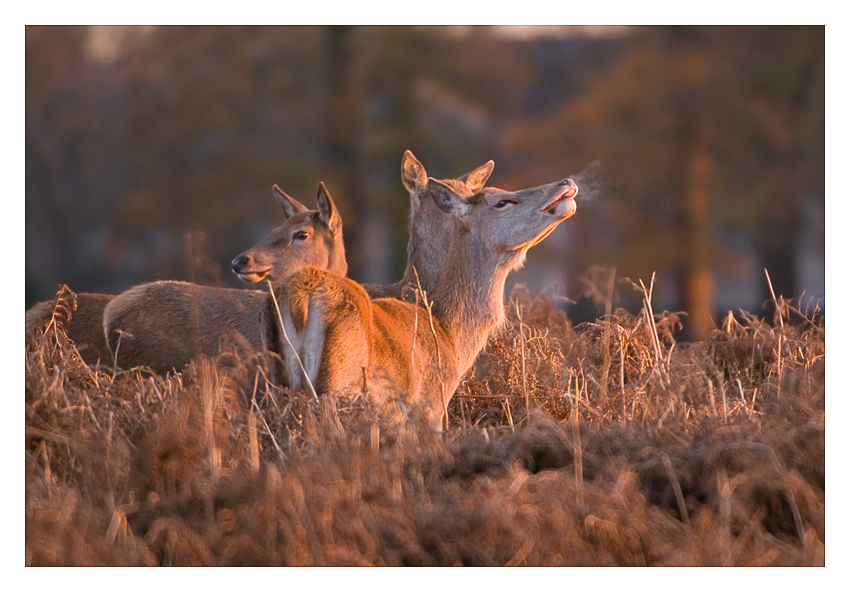 Morning Breath