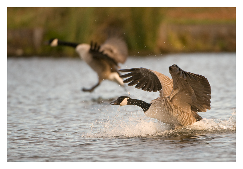 Landing Pair