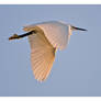 Flight of the Egret