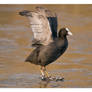 Coot on Ice