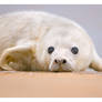 Portrait of a Seal Pup