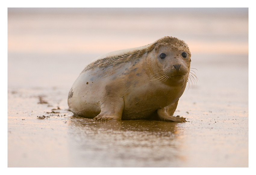 Seal Pup