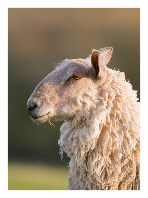Unimpressed Sheep