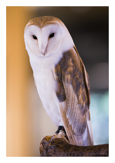 Graceful Barn Owl