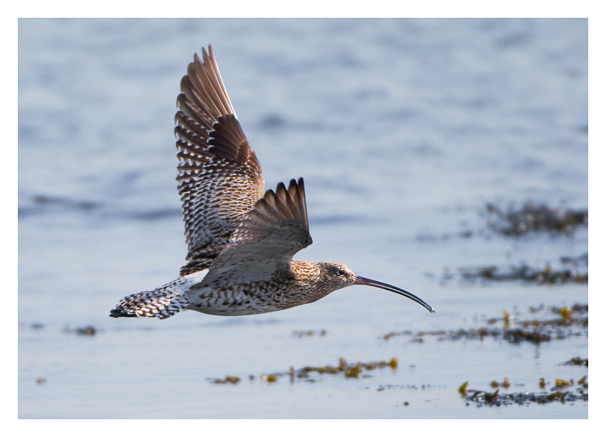 Curlew