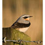 Wheatear