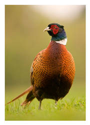 A Pheasant