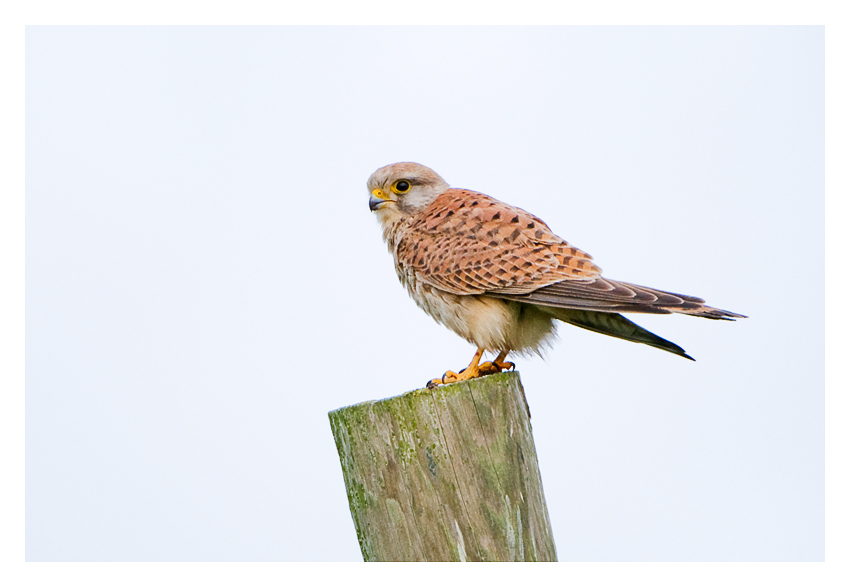 Perched Kestral