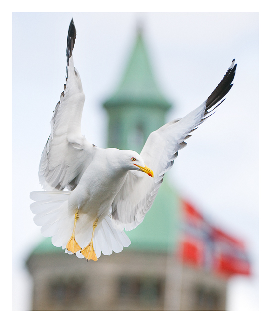 Landing Black Backed Gull