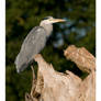 Heron Perching