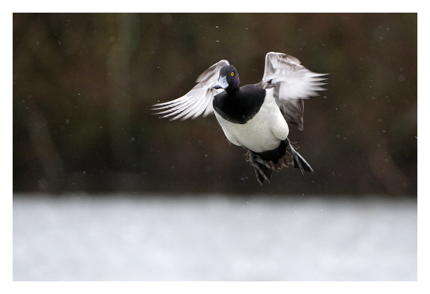 Tufted Duck in Snow