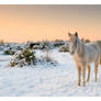 Winter Pony