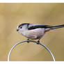 Long Tail Tit