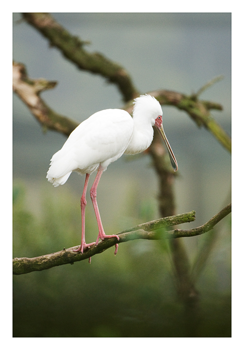 Spoonbill