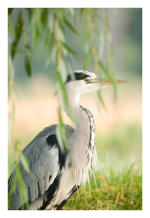 Grey Heron