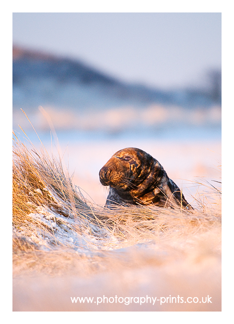 Bull on the Frozen Dunes