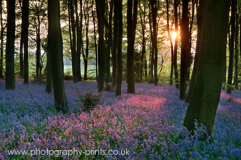 Bluebell Sunset