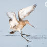 Black Tailed Godwit Landing