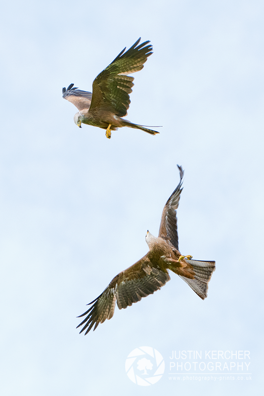 Acrobatic Display