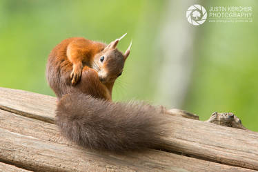 Red Squirel Itching