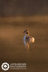 Grebe in the Mist