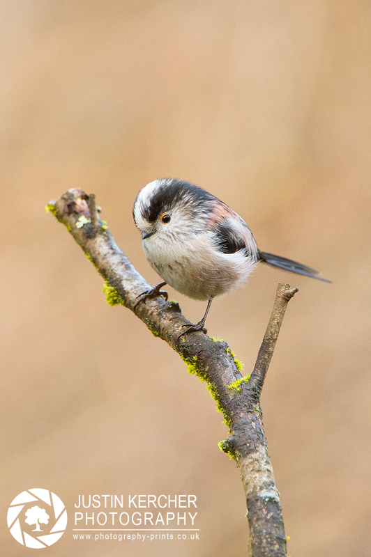 Long Tailed Tit by Neutron2K