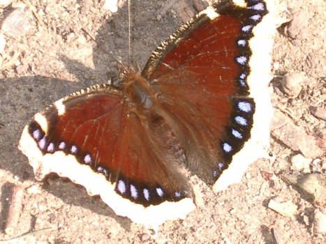 butterfly of DOOM