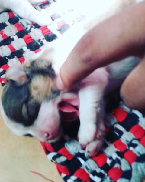 Puppy Yawning