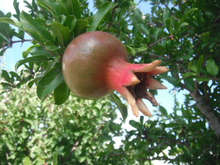 Pomegranates !!