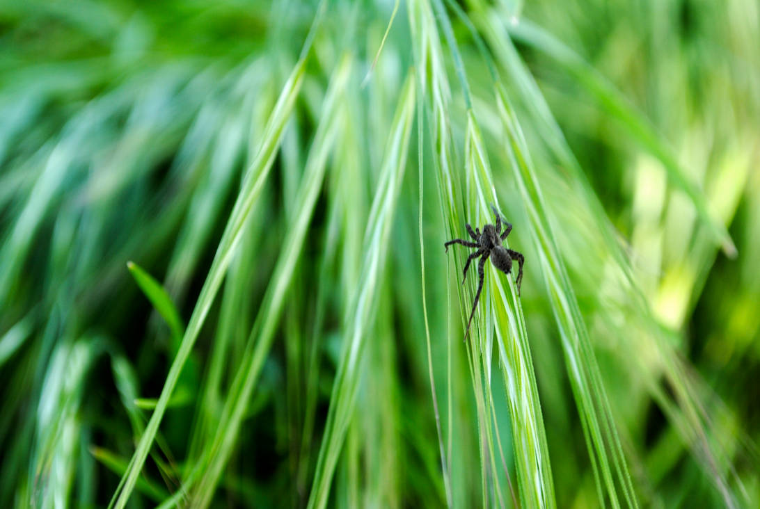 Spindly by katiebug6 on DeviantArt