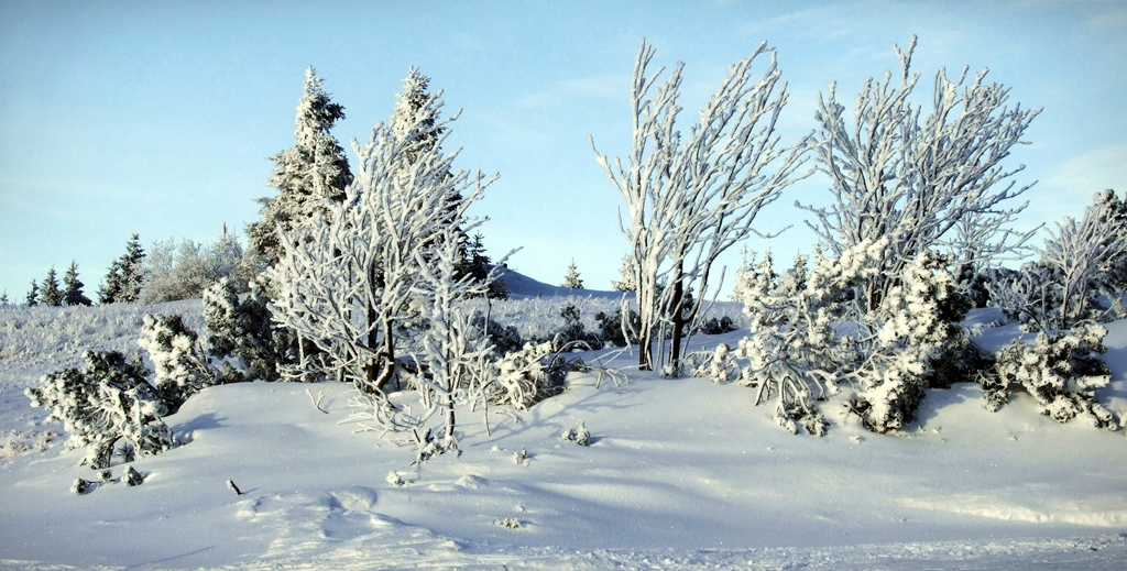 Snowy trees.