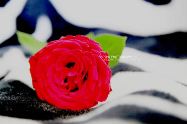 Red Flower . .