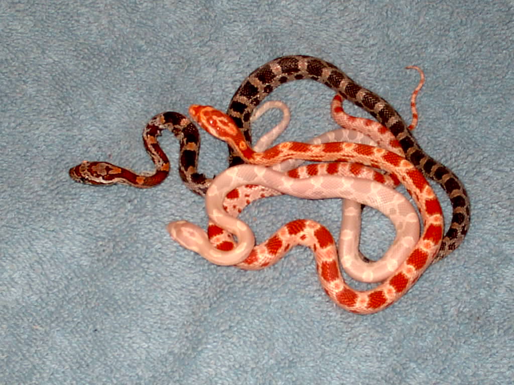 Baby Corn Snakes By Leopardqueen On Deviantart Baby Corn Snakes By Leopardqueen On Deviantart