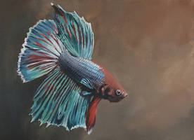 Betta2