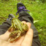 froggie on my hand :3