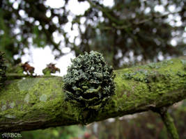 Lichen Overcoat..