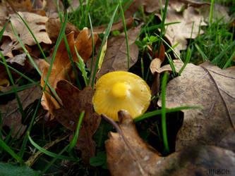 Mustard Mushroom.. by AlfiBOh