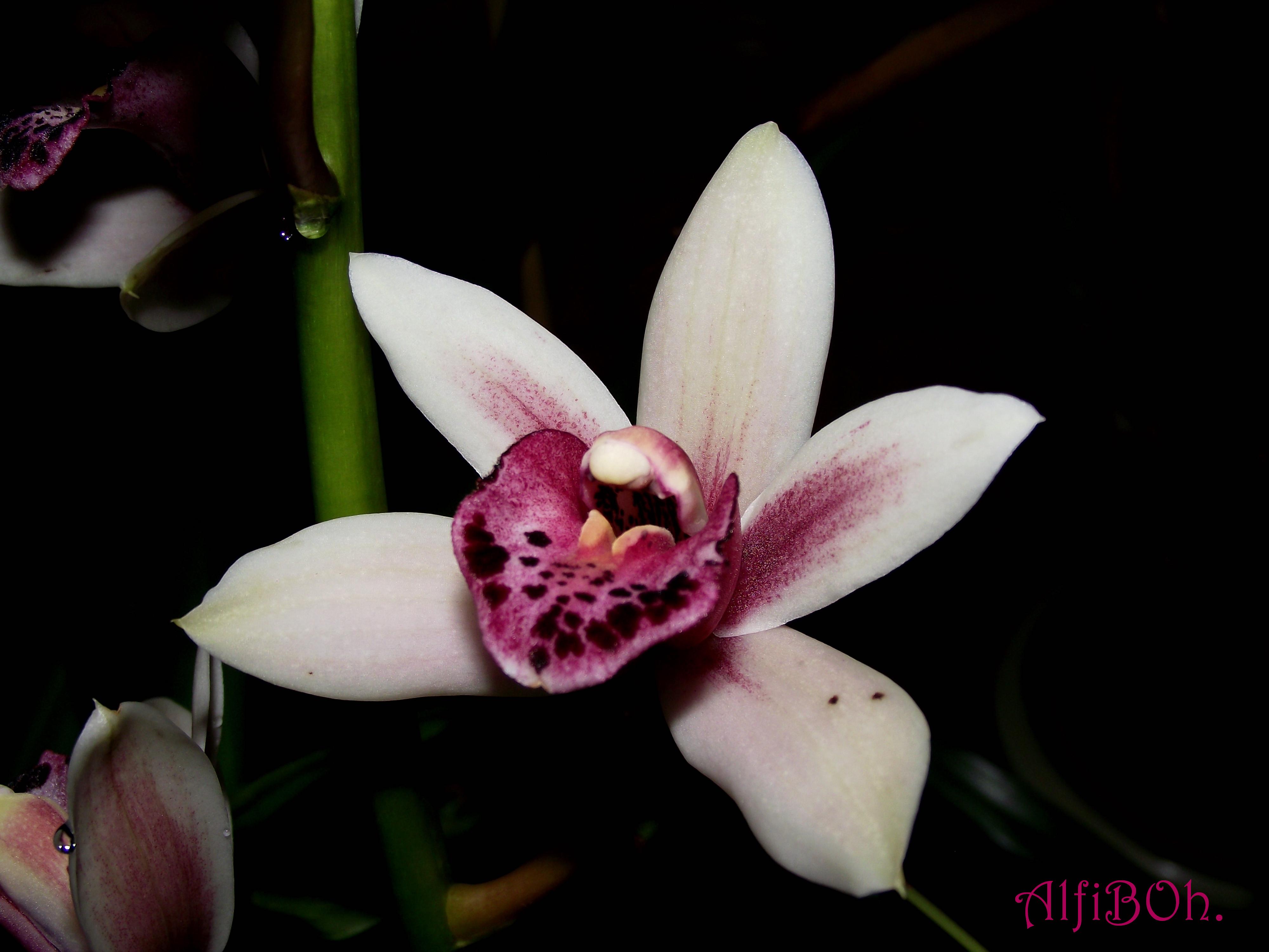 Orchid..