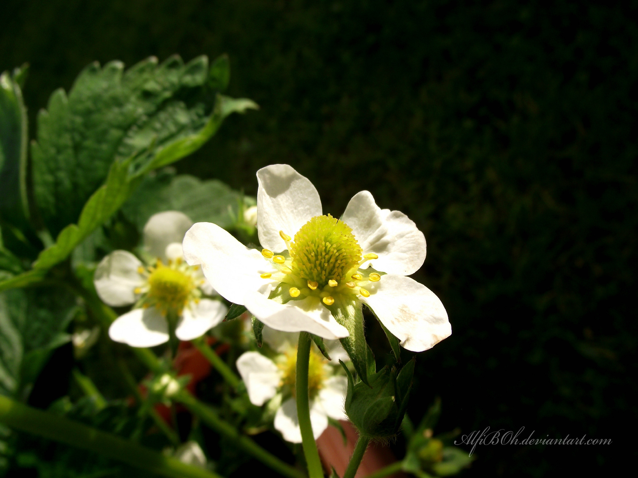 Strawberry Blossom..