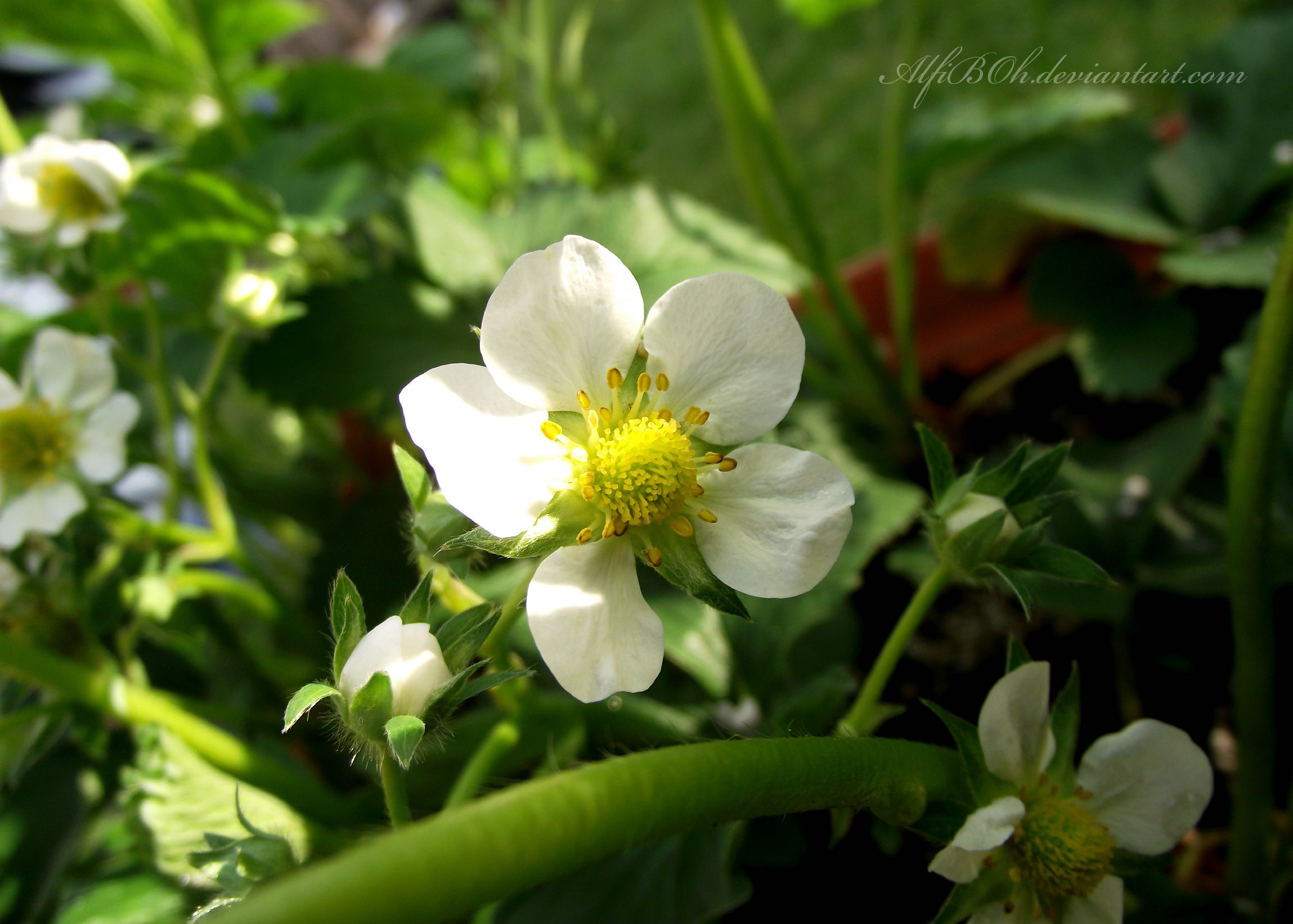 Strawberry Blossom.