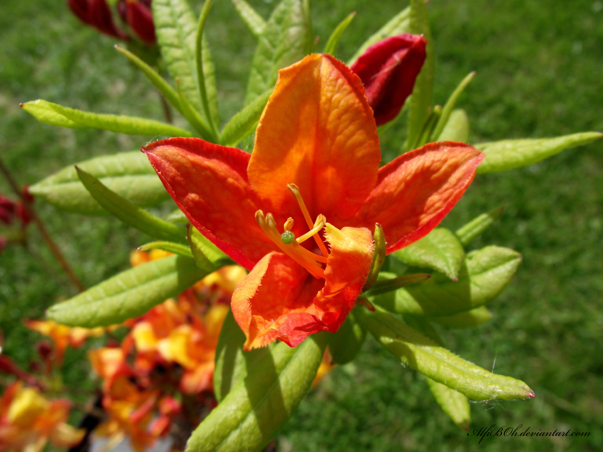 Firey Azalea.