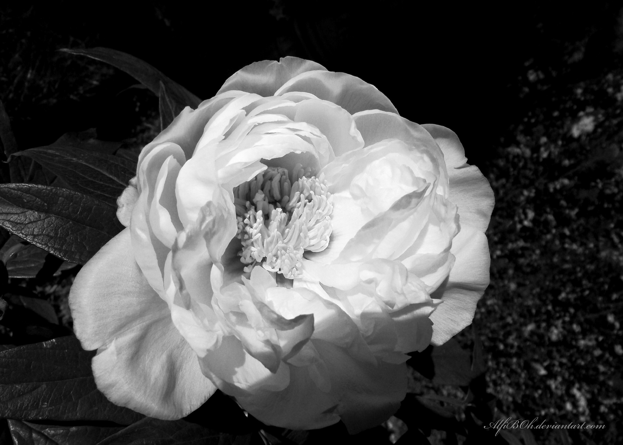 Peony Edit.