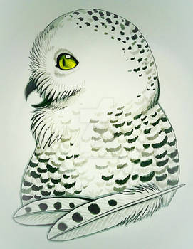 Snowy Owl