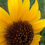 A SUNFLOWER CLOSE-UP