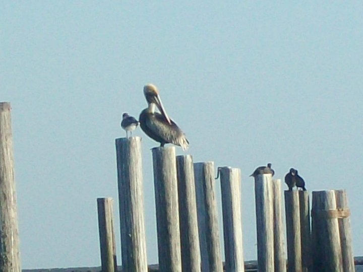 Old Uncle Pelican