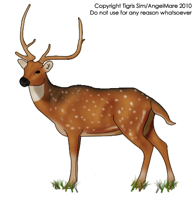 Chital Deer