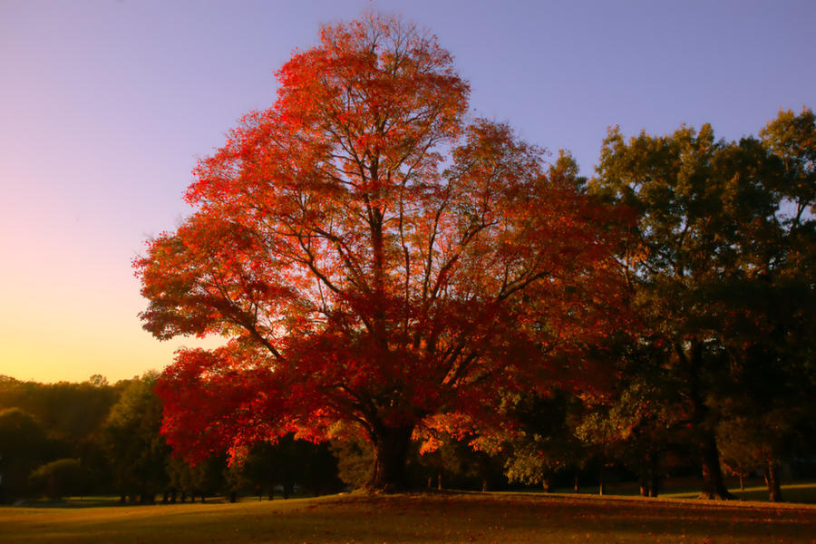 Inferno Maple Tree Inferno Maple by Shimmermon on DeviantArt