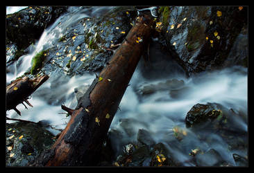 Fallen Log Over Pioneer Falls