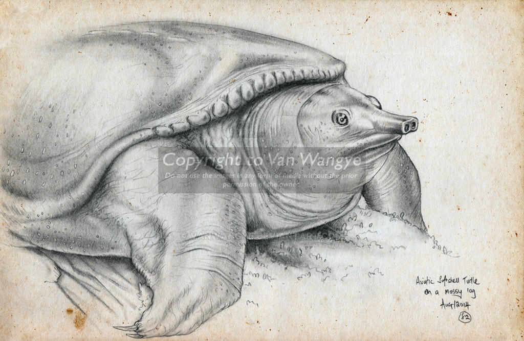 Deviantart Softshell Turtle Asiatic Softshell turtle on a mossy log by VanWangye on DeviantArt
