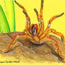 King Baboon Spider